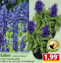 Norma Salbei Angebot