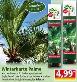 Norma Winterharte Palme Angebot