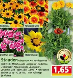Norma Stauden Angebot