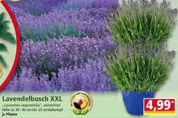 Norma Lavendelbusch XXL Angebot