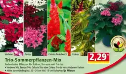 Norma Trio-Sommerpflanzen-Mix Angebot