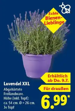 Lidl Lavendel XXL Angebot