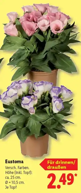 Lidl Eustoma Angebot