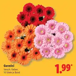 Lidl Germini Versch. Farben. 10 Stiele je Bund Angebot