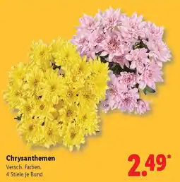 Lidl Chrysanthemen Angebot