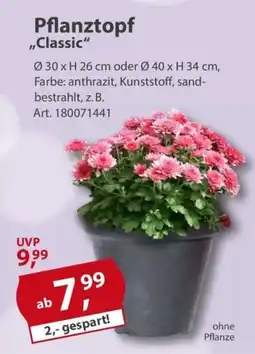 Sonderpreis Baumarkt Pflanztopf ,,Classic" Angebot
