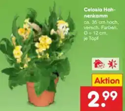 Netto Marken-Discount Celosia Hahnenkamm Angebot