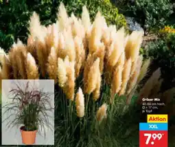 Netto Marken-Discount Gräser Mix Angebot