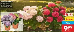 Netto Marken-Discount Hortensienbusch Angebot