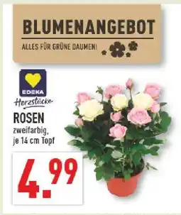 Marktkauf Edeka herzstücke rosen Angebot