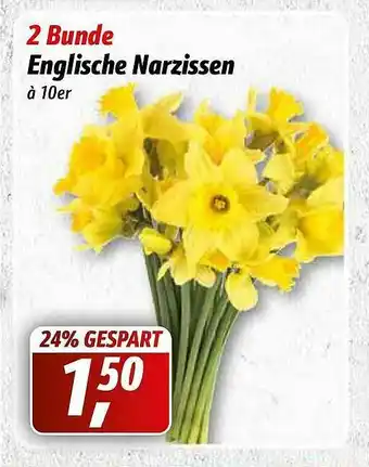 Simmel 2 Bunde Englische Narzissen Angebot