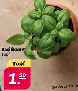 Netto Basilikum Angebot