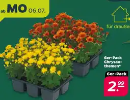 Netto 6er-Pack Chrysanthemen Angebot