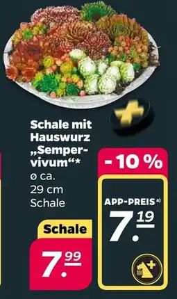 Netto Schale mit Hauswurz Semper vivum Angebot