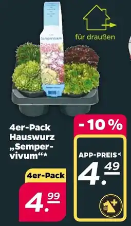 Netto 4er-Pack Hauswurz Semper vivum Angebot