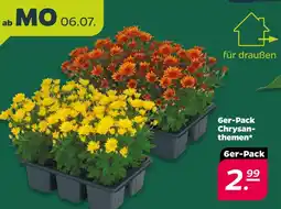 Netto Chrysanthemen Angebot