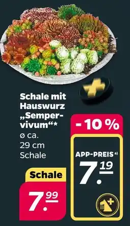Netto Schale mit hauswurz „sempervivum“ Angebot