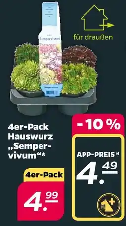 Netto Hauswurz Angebot