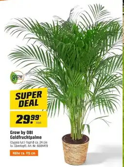 OBI Grow by OBI Goldfruchtpalme Angebot