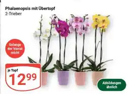 Globus Phalaenopsis mit Übertopf Angebot