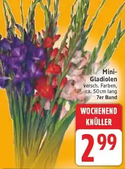 E-Center Mini-gladiolen Angebot