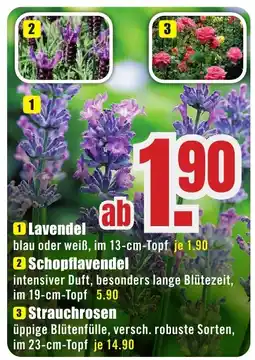 B1 Discount Baumarkt Lavendel Angebot