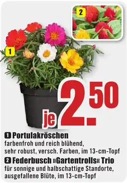 B1 Discount Baumarkt Portulakröschen Angebot