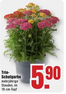 B1 Discount Baumarkt Trio- Schafgarbe Angebot