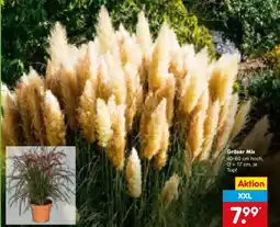 Netto Marken-Discount Gräser Mix Angebot