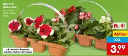 Netto Marken-Discount Beet und Balkon Mix Angebot