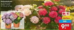 Netto Marken-Discount Hortensienbusch Angebot