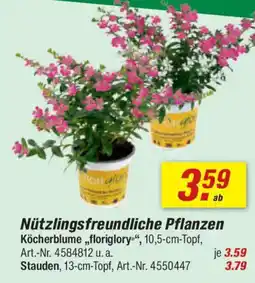 toom Baumarkt Nützlingsfreundliche Pflanzen Angebot
