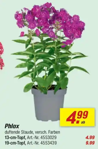 toom Baumarkt Phlox Angebot