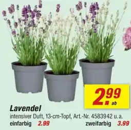 toom Baumarkt Lavendel Angebot