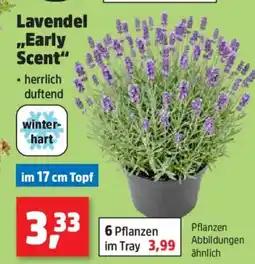 Thomas Philipps Lavendel ,,Early Scent" Angebot