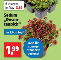 Thomas Philipps Sedum Rosenteppich Angebot