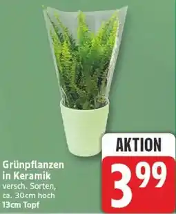 Marktkauf Grünpflanzen in Keramik Angebot