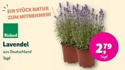 Denns BioMarkt Bioland Lavendel Angebot