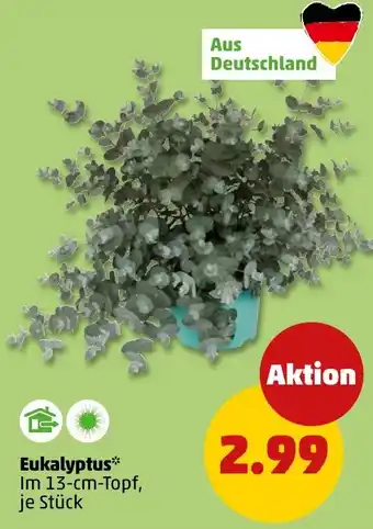 PENNY Eukalyptus Angebot