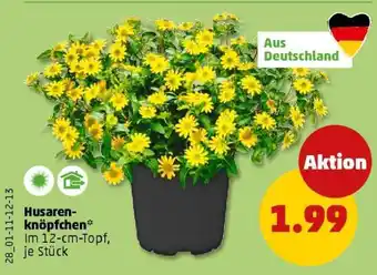PENNY Husarenknöpfchen Angebot