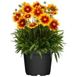 toom Baumarkt Stauden Angebot