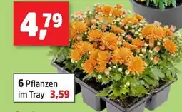 Thomas Philipps Pflanzen im tray Angebot