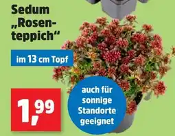 Thomas Philipps Sedum „rosen-teppich“ Angebot