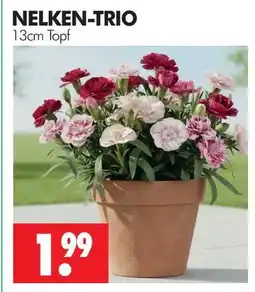 Wreesmann Nelken-trio Angebot