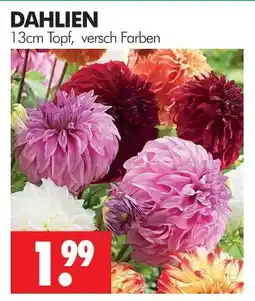 Wreesmann Dahlien Angebot