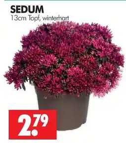 Wreesmann Sedum Angebot