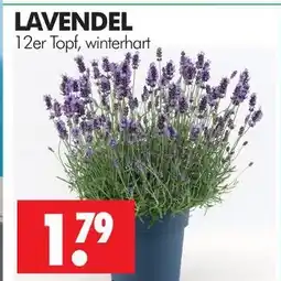 Wreesmann Lavendel Angebot