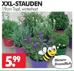 Wreesmann Xxl-stauden Angebot