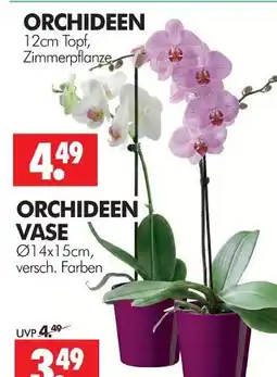 Wreesmann Orchideen Angebot
