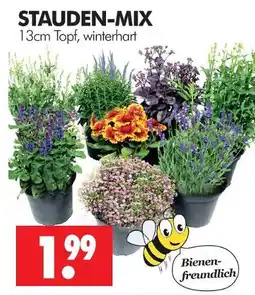 Wreesmann Stauden-mix Angebot